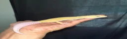 Leopard Gecko reptiles for sale: Stunning high-yellow and leucistic girls - Advert 5