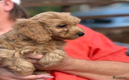 Cavapoo dogs for sale: ⭐️ READY TO FIND THEIR NEW FAMILY NOW⭐️ - Image 2
