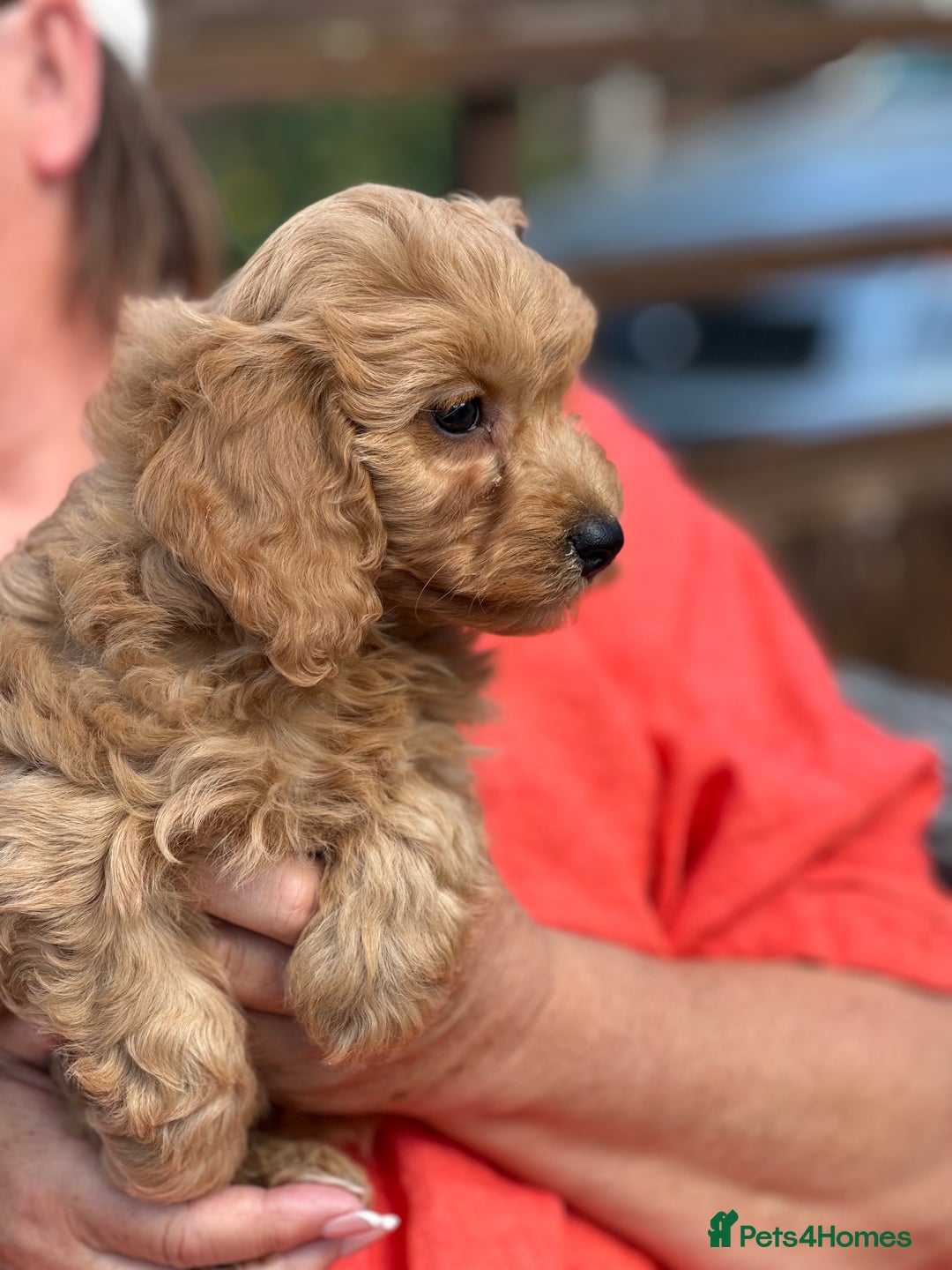 Cavapoo dogs for sale: ⭐️ READY TO FIND THEIR NEW FAMILY NOW⭐️ - Image 2
