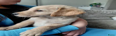 Labrador Retriever 3