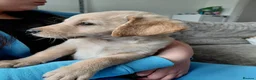 Labrador Retriever dogs for sale: LAST GIRL!! READY NOW, REDUCED LABRADOR RETEIEVER - Advert 17