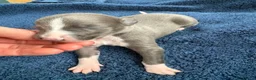 Whippet dogs for sale: 💕⭐️KC WHIPPET PUPS⭐️ 💕 - Advert 33
