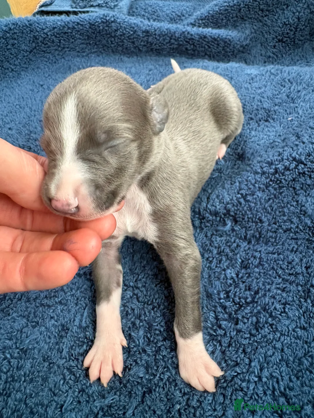 Whippet dogs for sale: 💕⭐️KC WHIPPET PUPS⭐️ 💕 - Advert 33