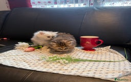 Ragdoll cats for sale: 🐾Fluffy Little Dreamers Are Here!🐈 - Image 20
