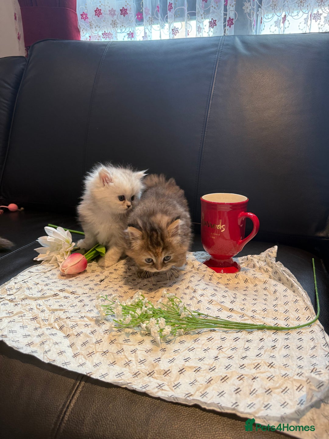 Ragdoll cats for sale: 🐾Fluffy Little Dreamers Are Here!🐈 - Image 20