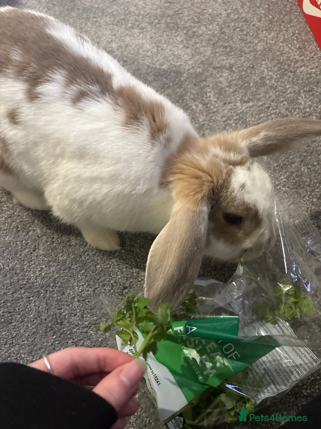 French Lop rabbits for sale: Benji bunny  - Advert 3