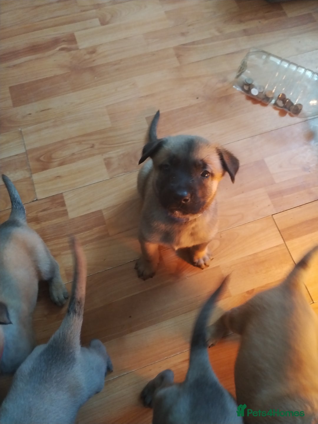 Belgian Shepherd Dog dogs for sale: Belgian Malinois Pups - Image 5