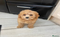 Cavapoochon dogs for sale: Cavapoochon puppies - Image 7
