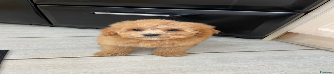 Cavapoochon Puppy 3