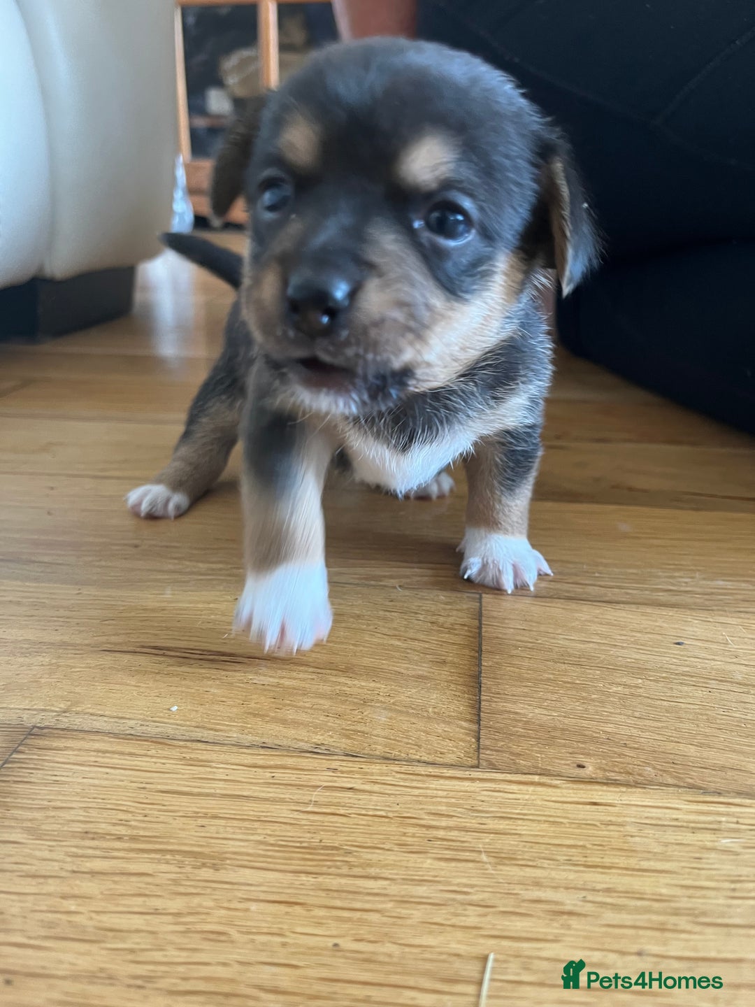 Mixed Breed dogs for sale: 1/4 pomerainian 3/4 jack Russel  - Image 5