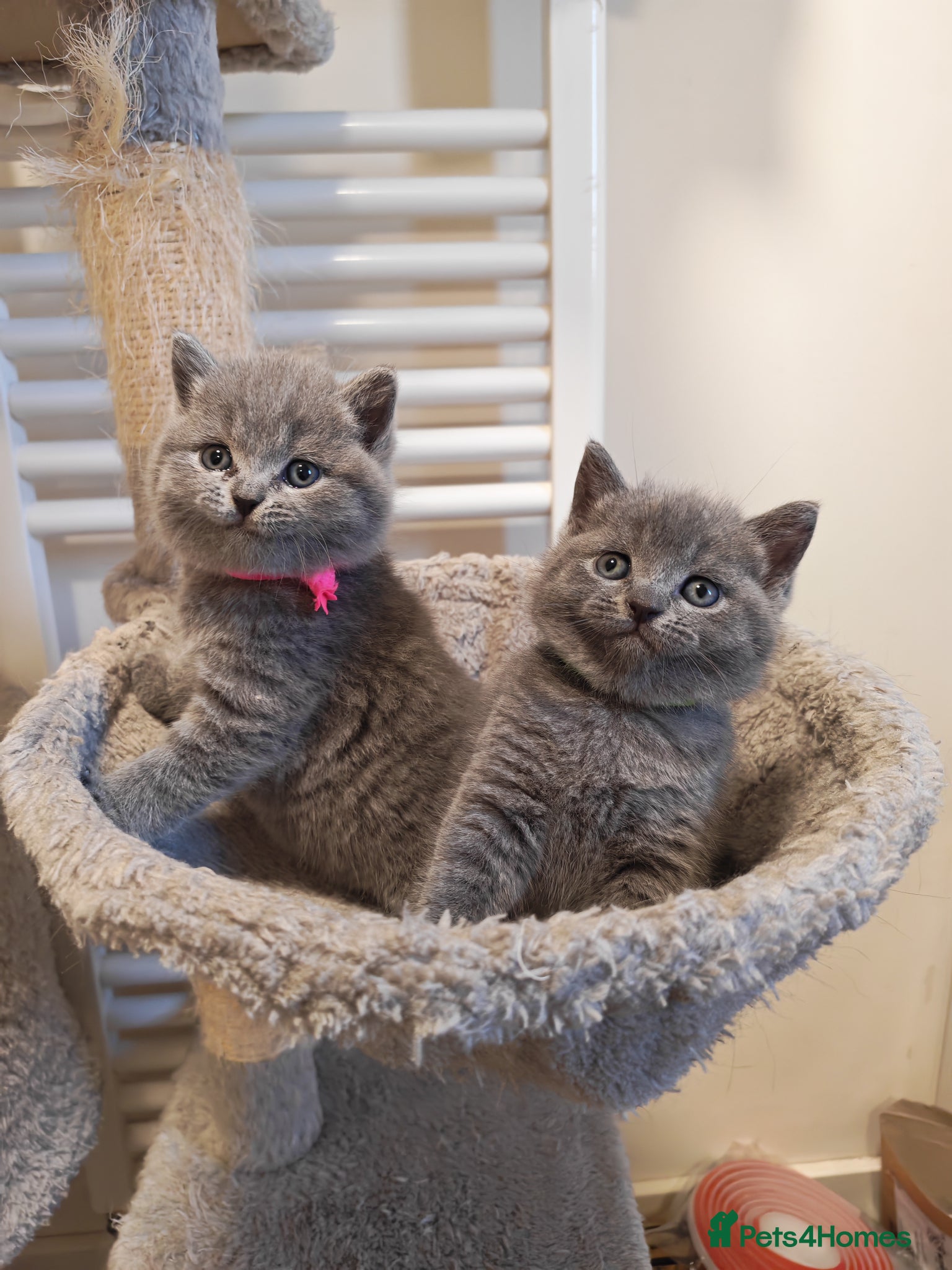 British Shorthair cats ✨British Shorthair Kittens Ready for Loving Home!✨ - Advert 3