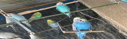 Cockatiels birds for sale: Cockateils  in Leicester - Advert 15