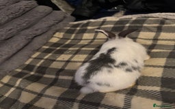 Mixed Breed rabbits for sale: Rabbits for sell. - Image 6