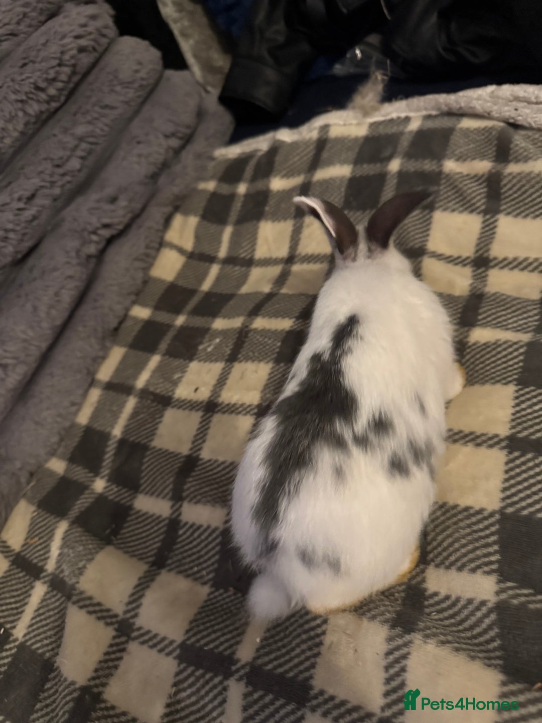 Mixed Breed rabbits for sale: Rabbits for sell. - Image 6