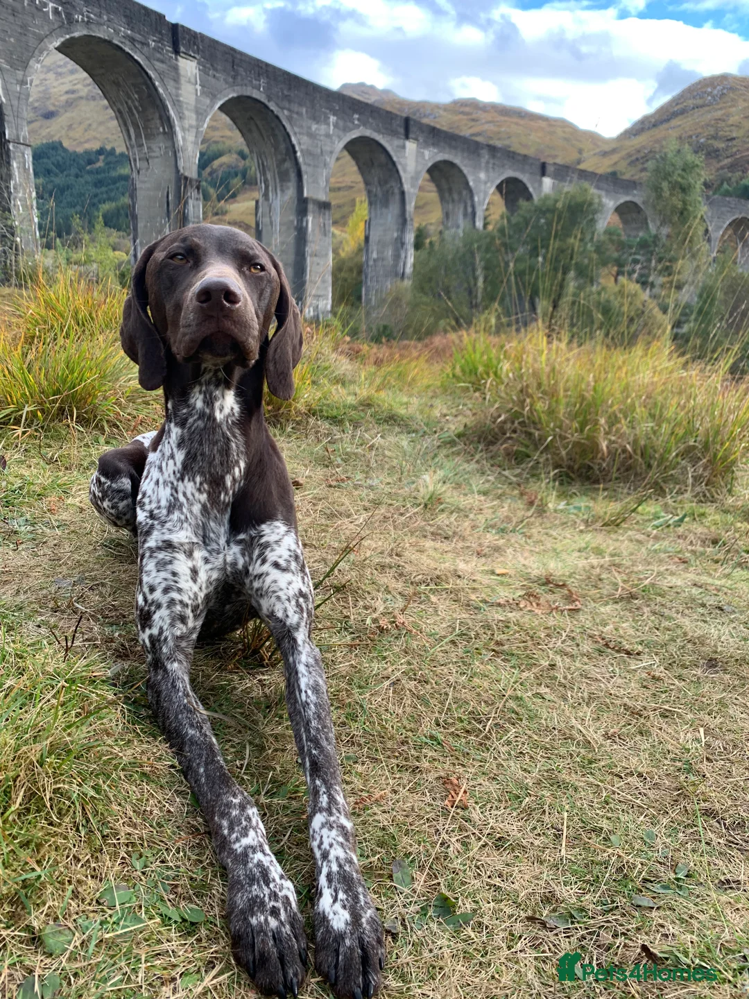 German Shorthaired Pointer dogs for sale:  Loving Home Needed for Our Beautiful GSP - Advert 5