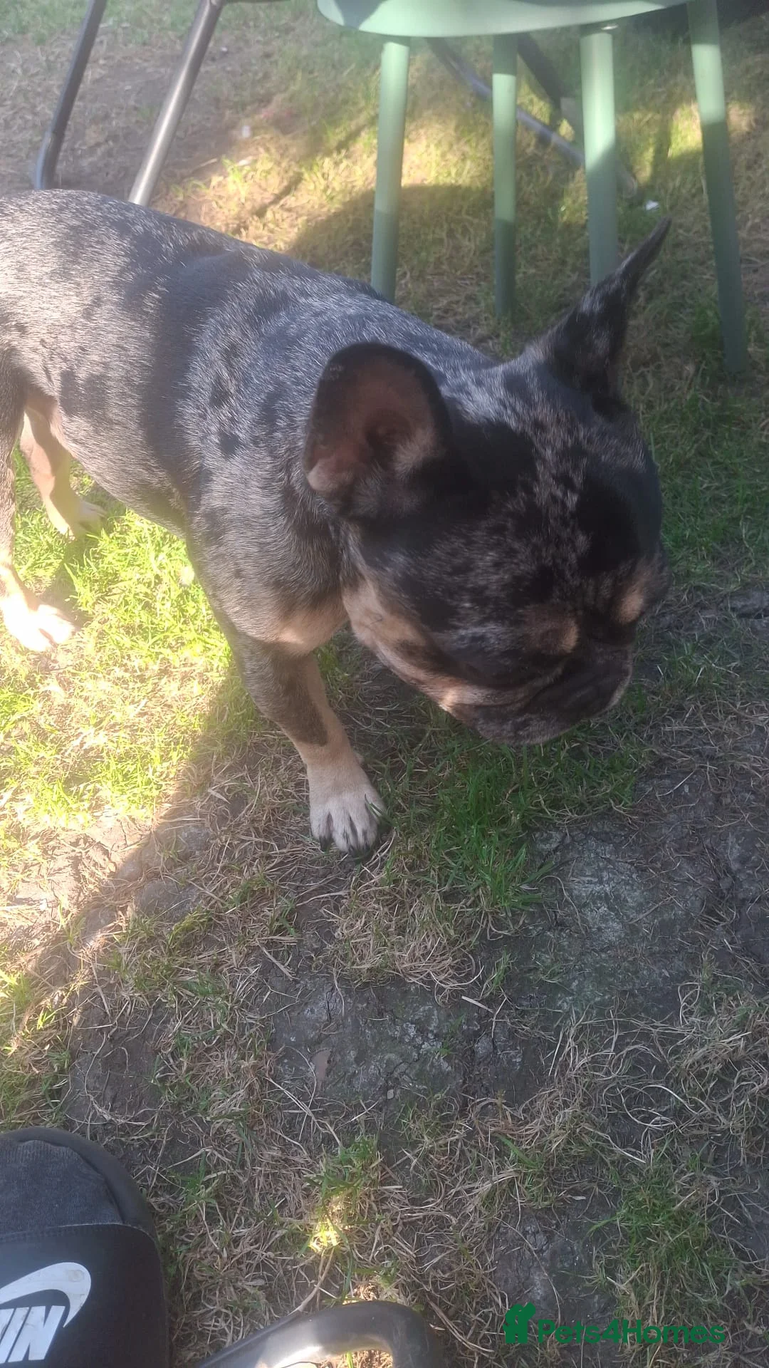 French Bulldog dogs for stud: French bulldog for stud - Advert 2