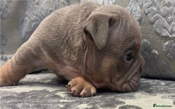 English Bulldog dogs for sale: Chunky English bulldogs  - Image 6