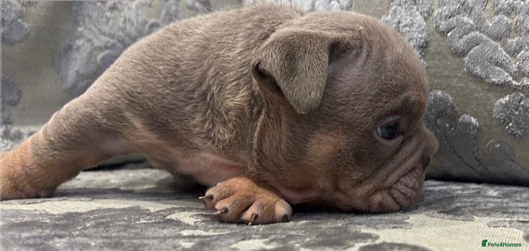 English Bulldog dogs for sale: Chunky English bulldogs  - Image 6