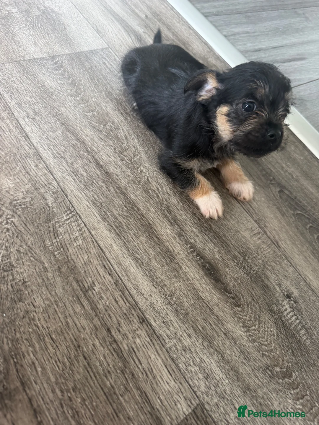 Mixed Breed dogs for sale: 4 beautiful shitzu puppy’s for sale  - Advert 2