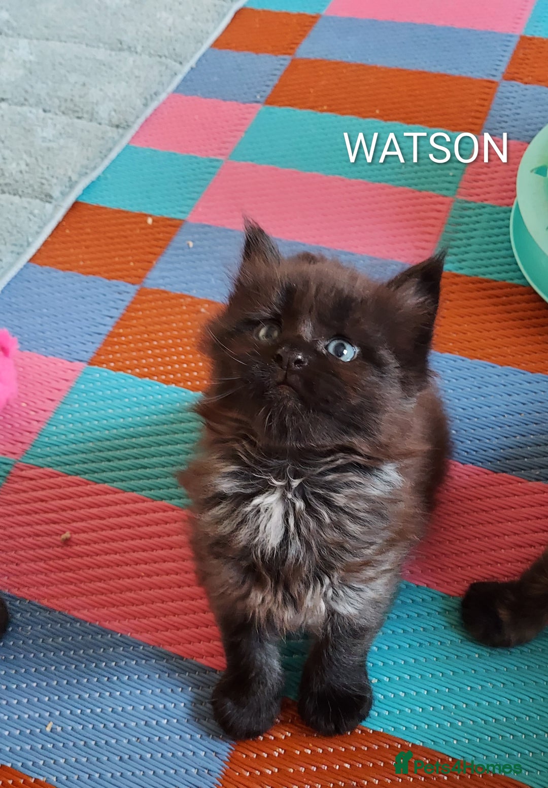 Maine Coon cats for sale: GREAT QUALITY/GCCF/ DNA/ VERY CUTE !!! - Advert 4