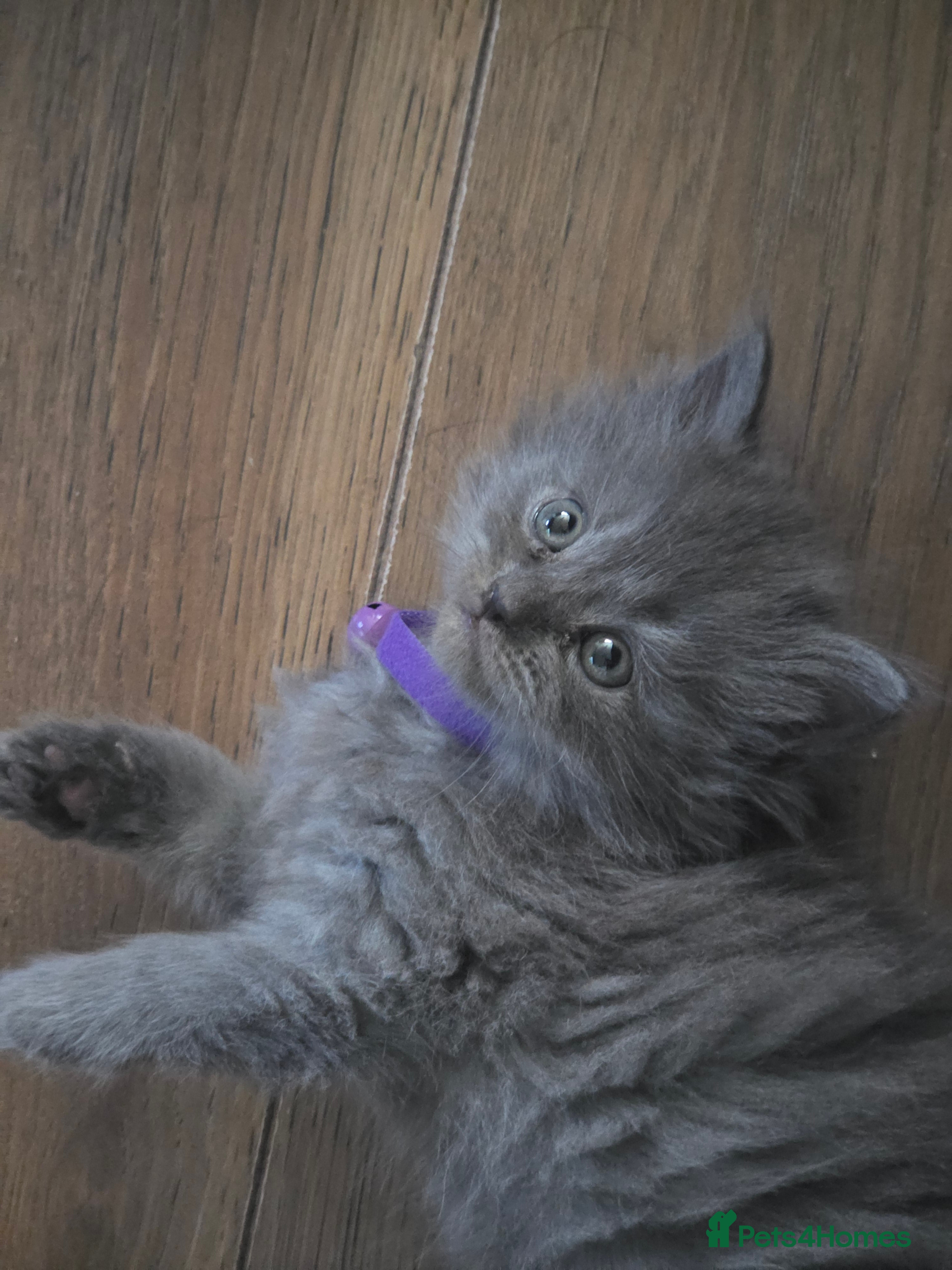 Persian cats 5 amazing persian kittens ready soon - Advert 2