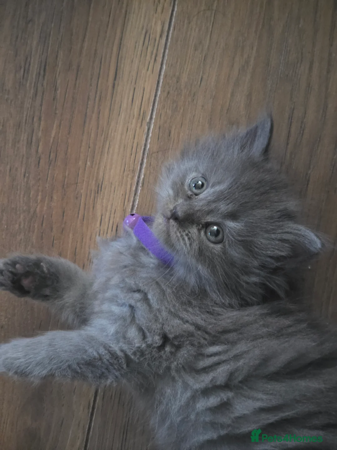 Persian cats for sale: 5 amazing persian kittens ready soon - Advert 2