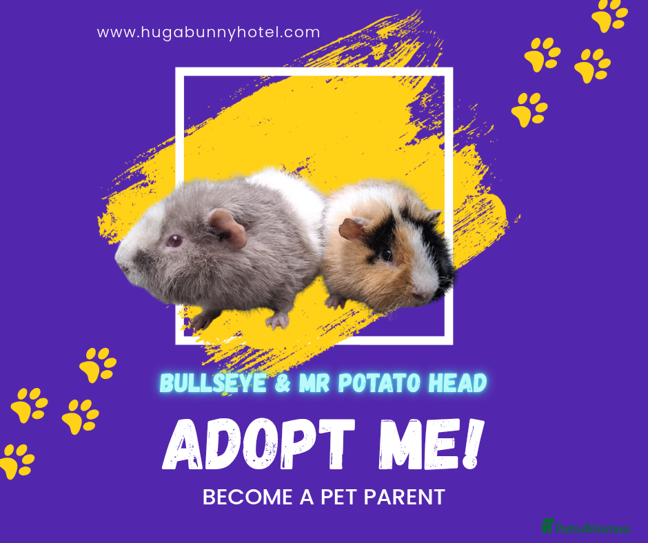 Guinea Pig rodents Bonded 5 month old Teddy Brothers  - Advert 1
