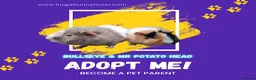 Guinea Pig rodents for sale: Bonded 5 month old Teddy Brothers  - Advert 1