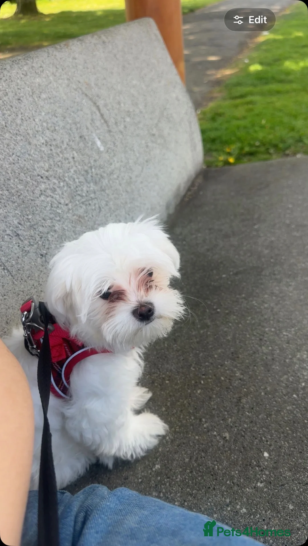 Maltese dogs for sale: Maltese - Advert 1