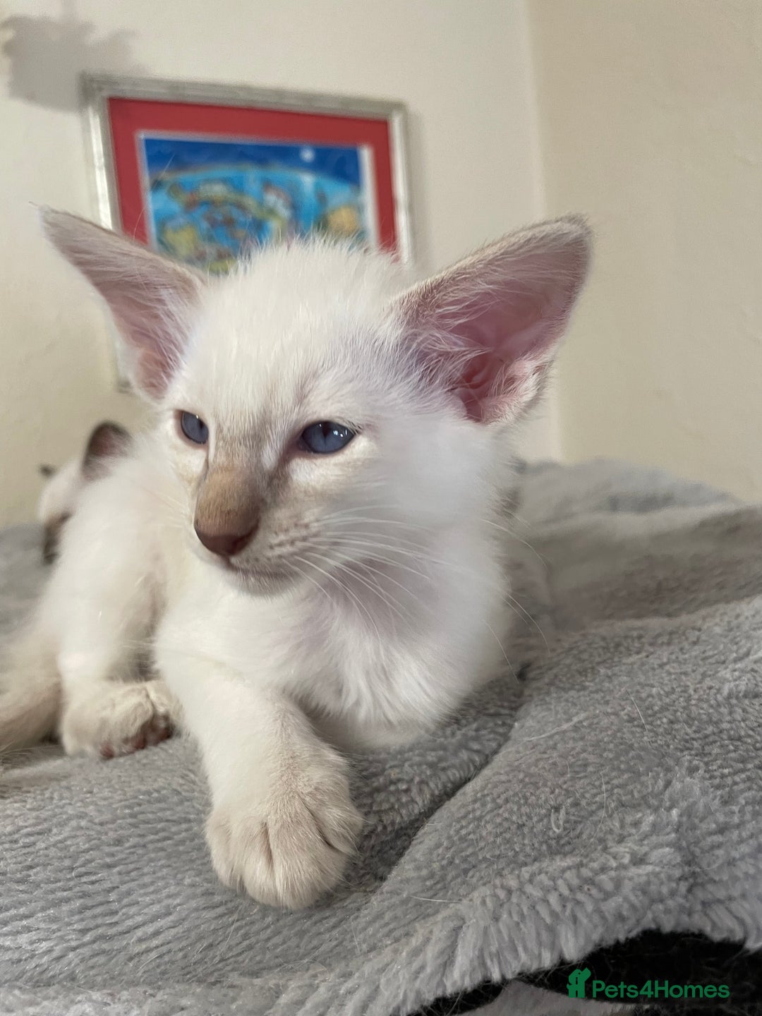Balinese cats for sale: Beautiful Pedigree Balinese Kittens - Image 2
