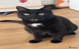 Bombay cats for sale: Ozzy needs a loving family! - Image 3