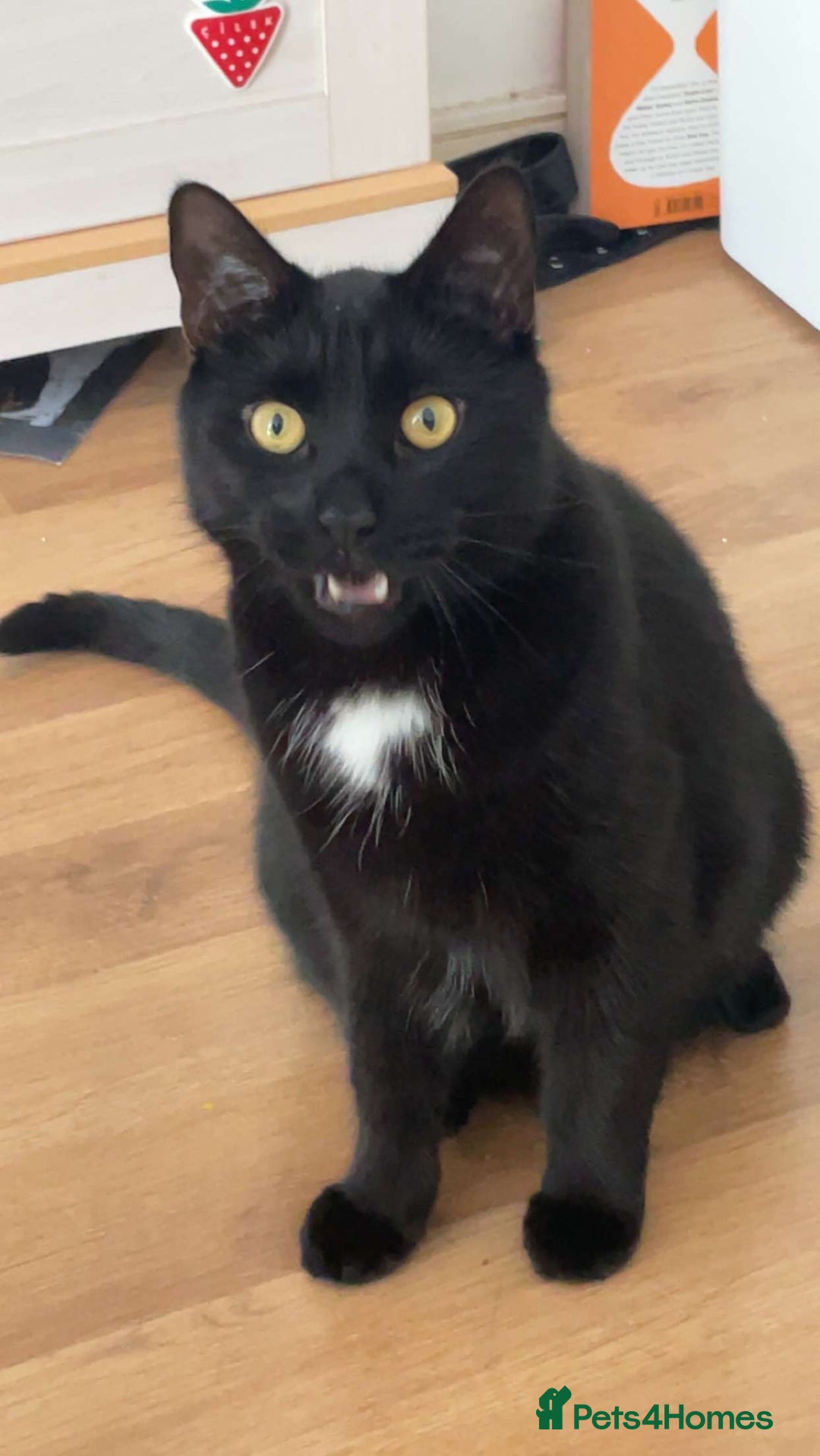 Bombay cats for sale: Ozzy needs a loving family! - Image 3