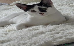 Mixed Breed cats for sale: Bonded 6 month Siblings - Image 3