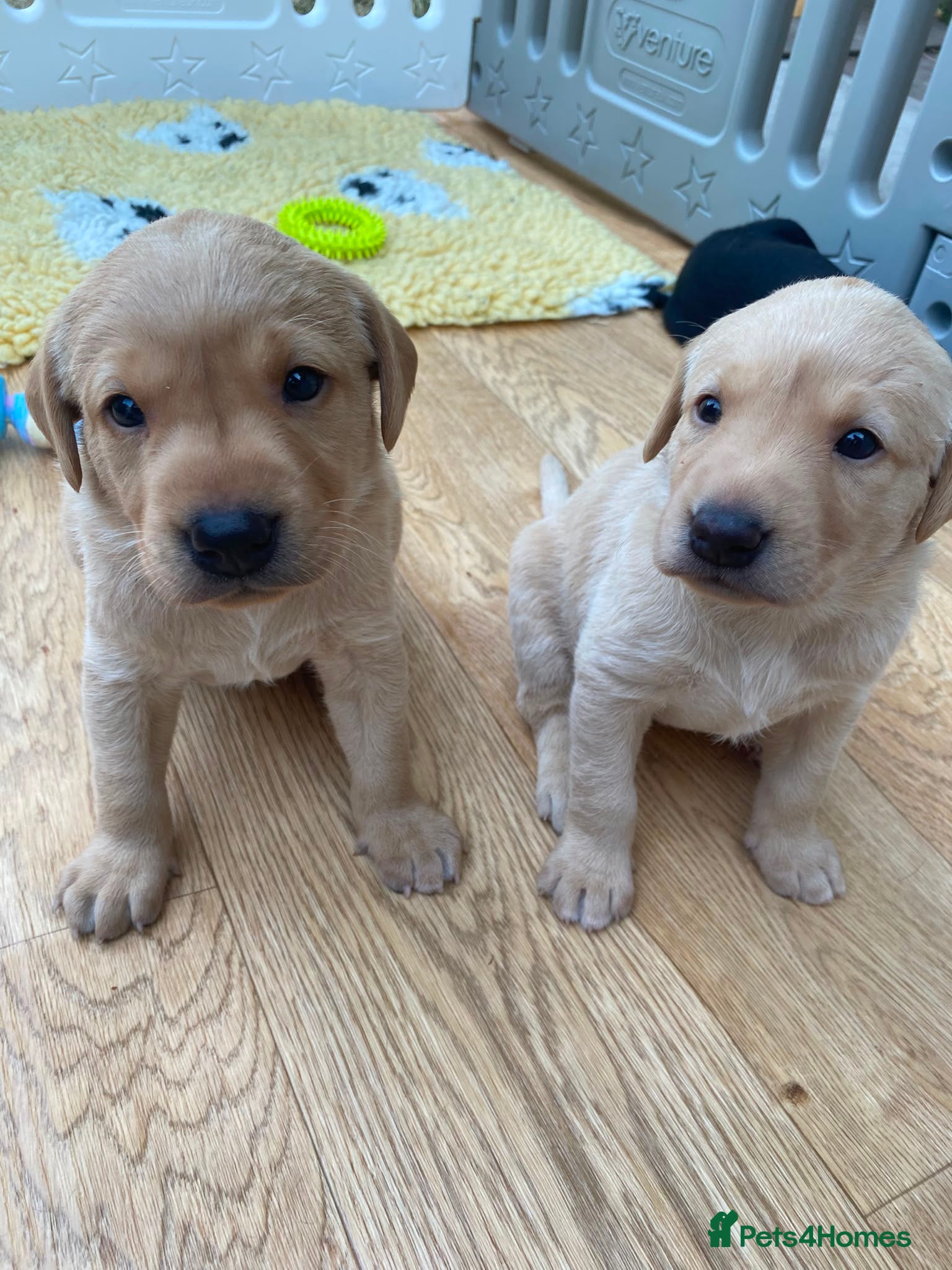 Labrador Retriever dogs FTCh Gunnerspeg Gambler × Greenbriar Tanzanite - Advert 1