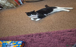 Mixed Breed cats for sale: 5 beautiful kittens  - Image 1