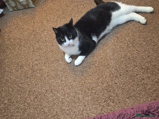 Mixed Breed cats - Advert 25