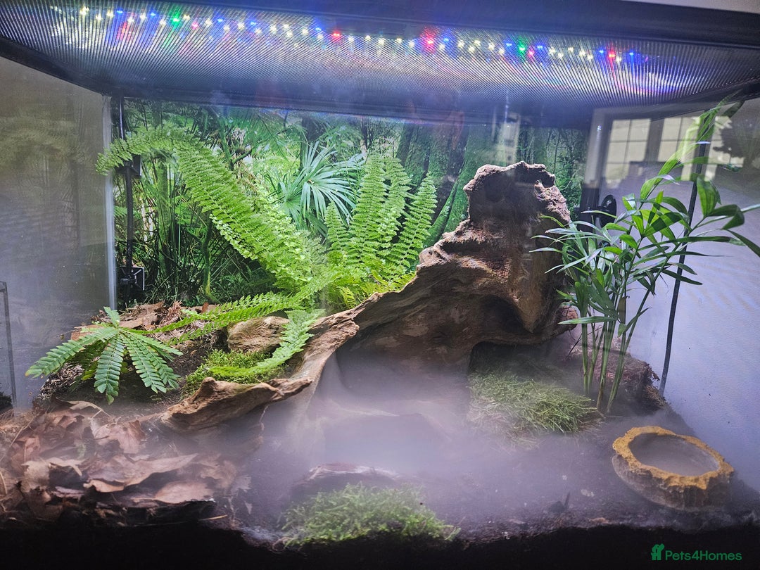 Scorpions invertebrates for sale: Laos forest scorpion with setup - Advert 2