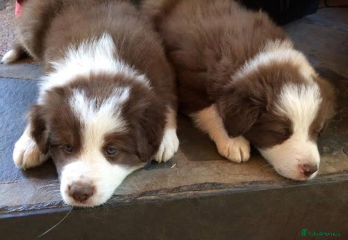 Border Collie dogs Stunning puppies. Parents health tested - Advert 2