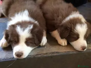 Border Collie dogs Stunning puppies. Parents health tested - Advert 5