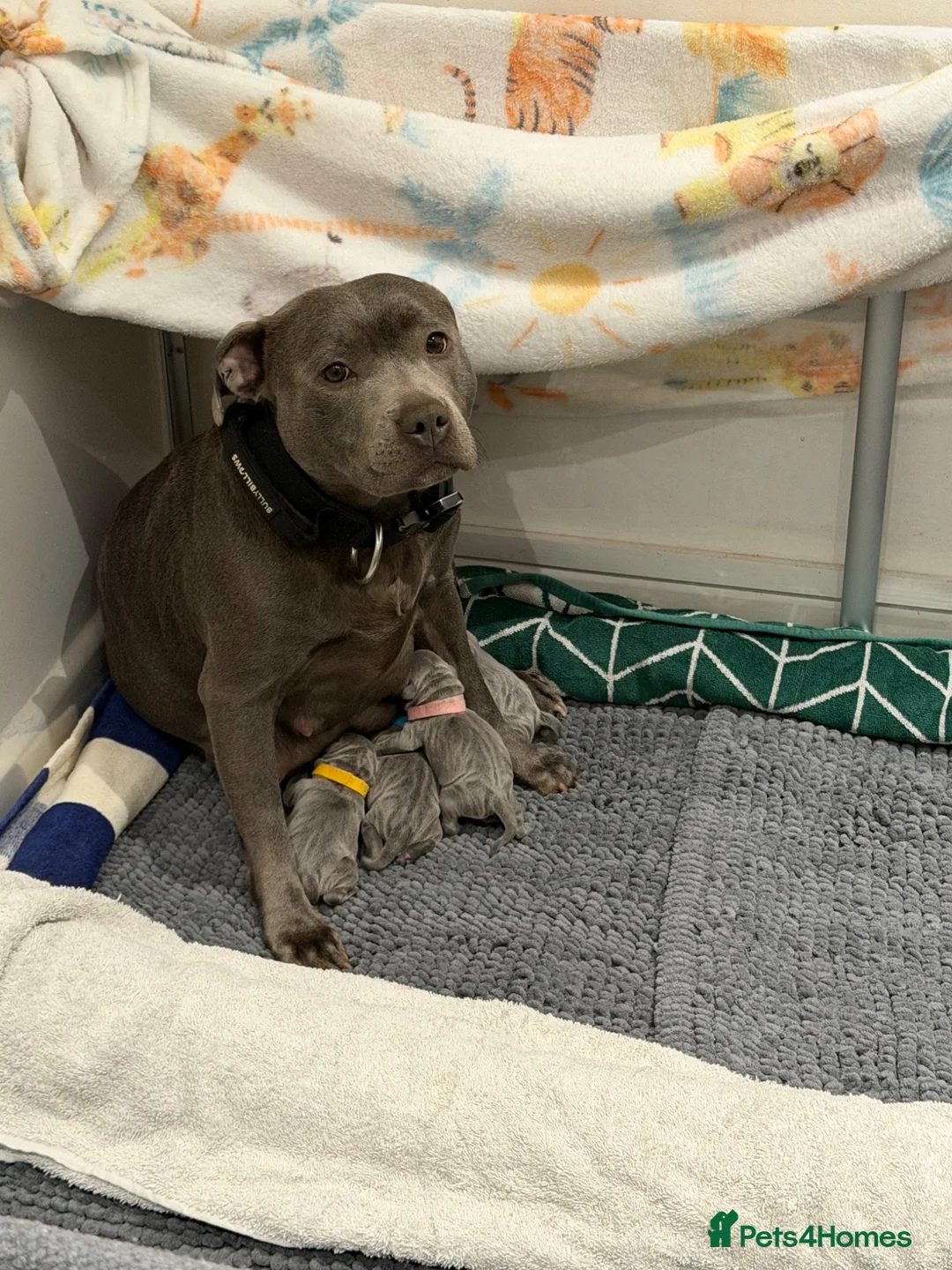 Staffordshire Bull Terrier dogs for sale: Blue Staffordshire bull terrier’s  - Advert 1