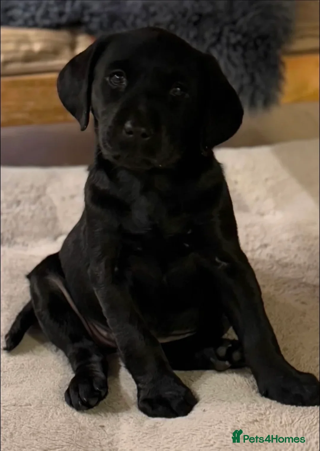 Labrador Retriever dogs for sale: Beautiful black Labrador  - Advert 2