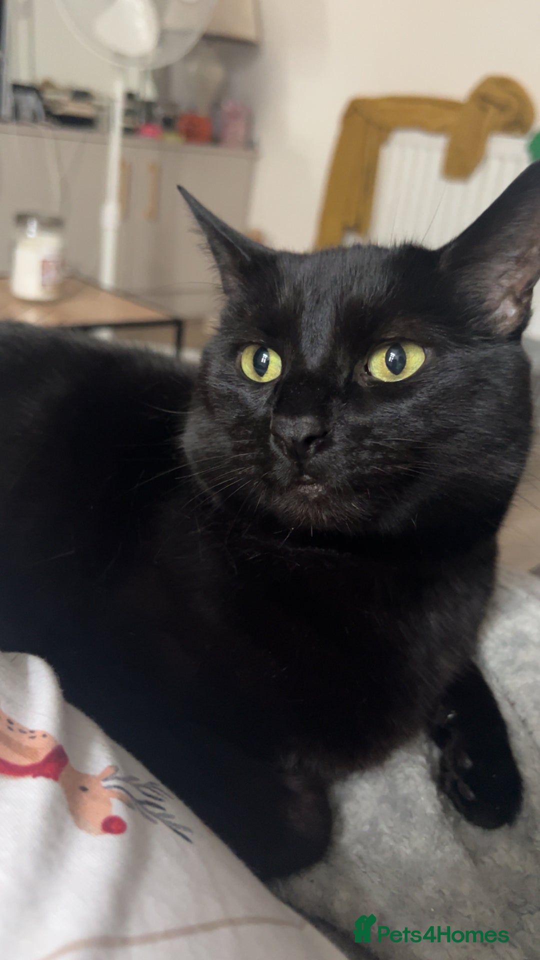 Mixed Breed cats for sale: Must go together! - Advert 13