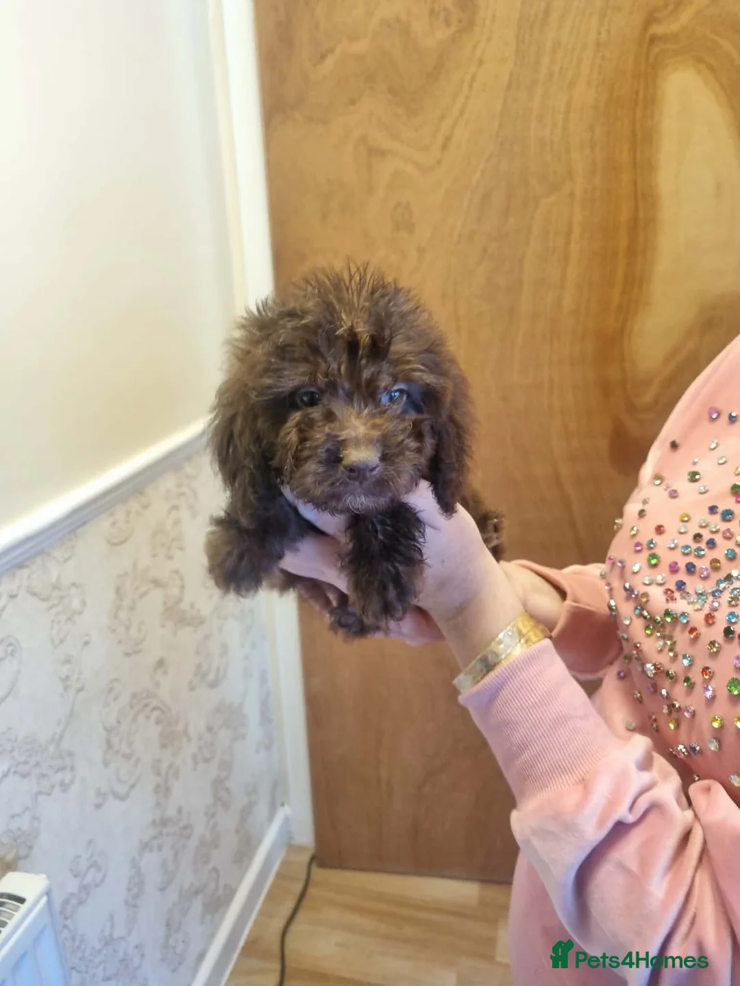 Cockapoo dogs for sale: Beautiful cockapoo  - Advert 11