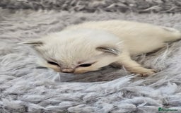 Ragdoll cats for sale: 8 beautiful ragdolls ready for Christmas 🎁 - Advert 32