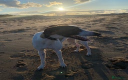 Whippet dogs for sale: 8 WHIPPET PUPPIES   - Image 16