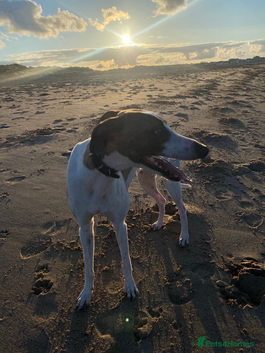 Whippet dogs for sale: 8 WHIPPET PUPPIES   - Image 16