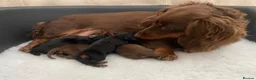Miniature Dachshund dogs for sale: 🐶🏡KC Registered Long-Haired Mini Dachshunds🏡🐶 - Advert 6