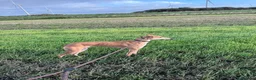 Lurcher dogs for sale: Male lurcher  - Advert 2