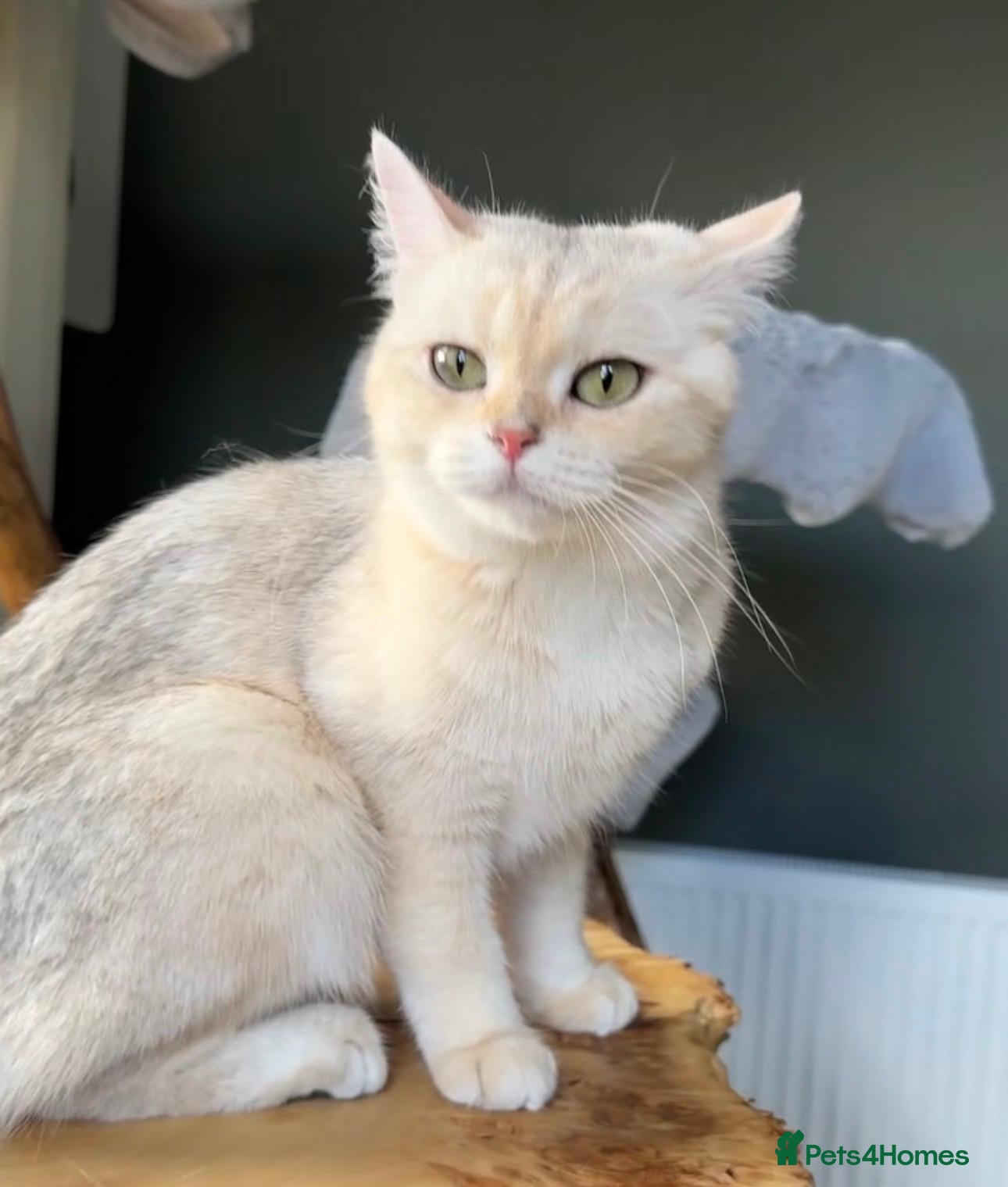British Shorthair cats Vlastar Lux Queen- BSH Blue Golden Sunshine av 12 - Advert 1