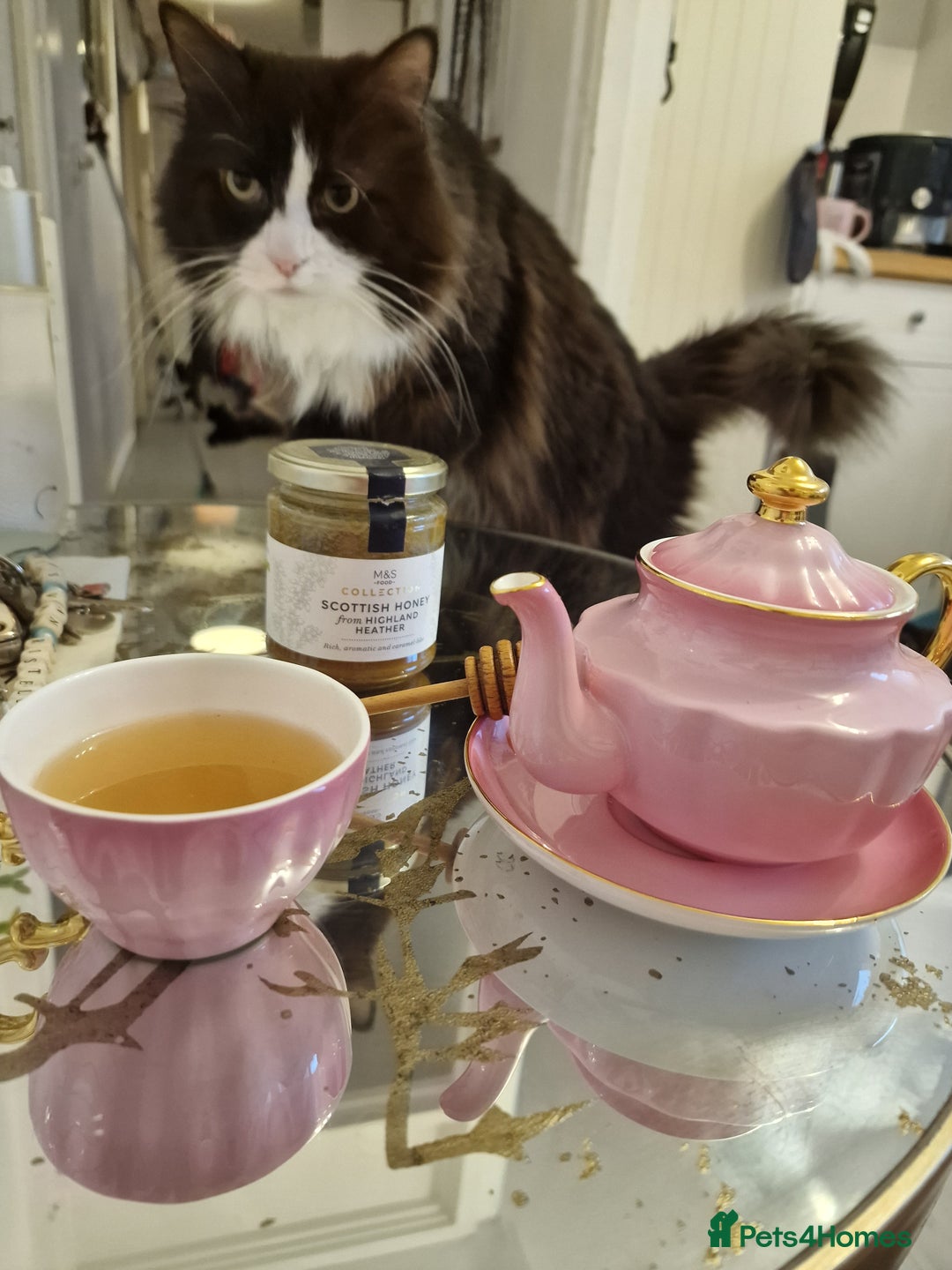 Mixed Breed cats for adoption: Loved family cats in need of a loving home  - Advert 17